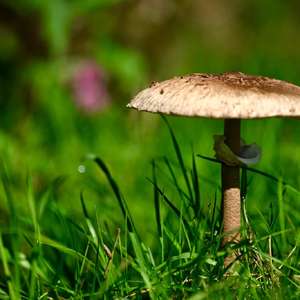 Unknown Species