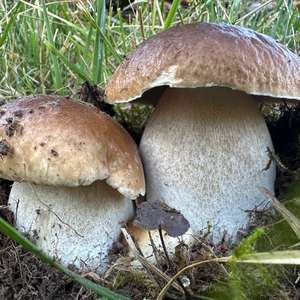 King Bolete