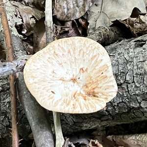 Tuberous Polypore