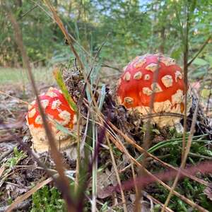 Fly Agaric