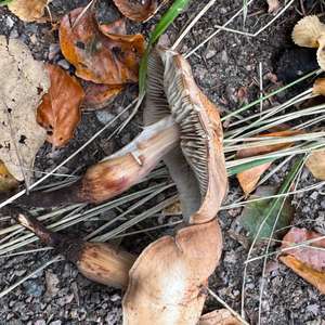 Spindle-shank