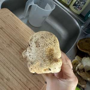 Gemeiner Kartoffelbovist