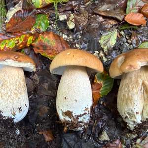 Unknown Species