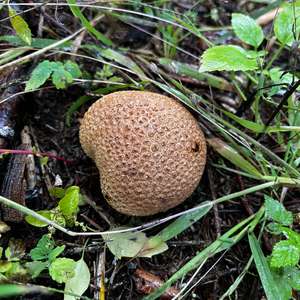 Pigskin Poison Puffball