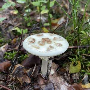 Gelber Knollenblätterpilz