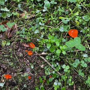 Orange-Becherling