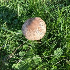 Unknown Species