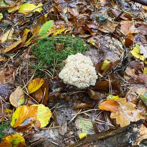 Eastern Cauliflower Mushroom