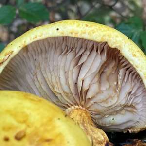 Unknown Species