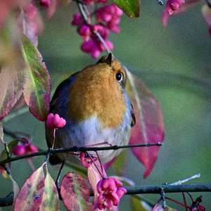 European Robin