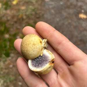Unknown Species