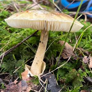 Death Cap