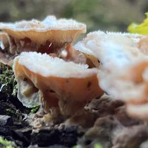 Unknown Species