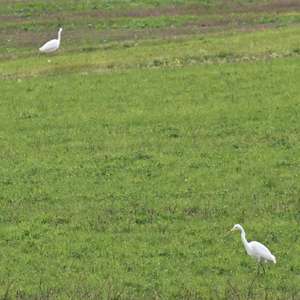 Great Egret