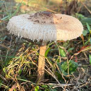Parasol Mushroom