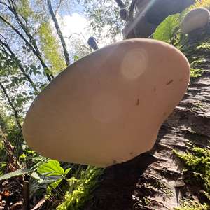 Unknown Species