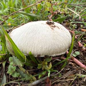 Wiesen-Champignon