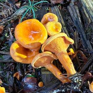 False Chanterelle