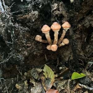 Unknown Species