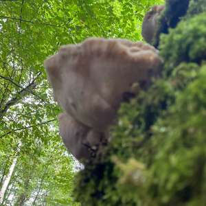 Resinous Polypore