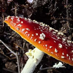 Fly Agaric