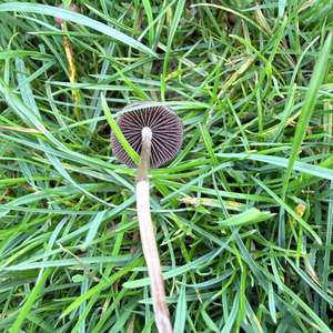 Unknown Species