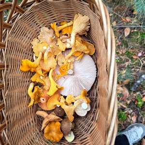 Chanterelle, Common