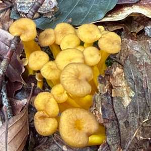 Trumpet Chanterelle