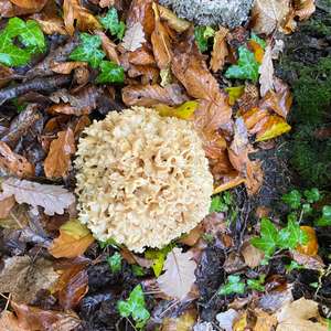 Eastern Cauliflower Mushroom