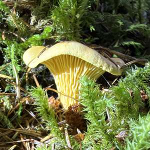 Chanterelle, Common