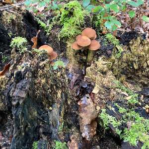 Unknown Species