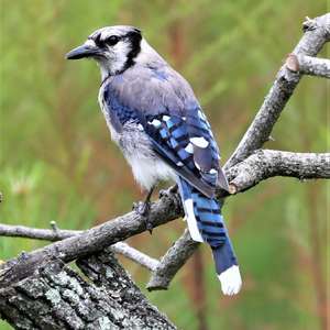 Blue Jay