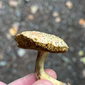 Red-cracked Bolete