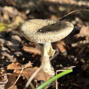 Citron Amanita