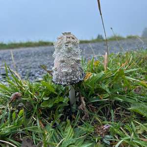 Unknown Species