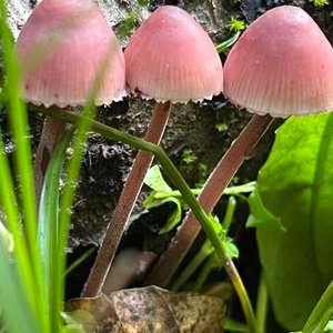 Bleeding Mycena