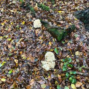 Eastern Cauliflower Mushroom
