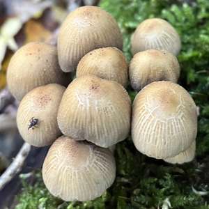 Mica Cap