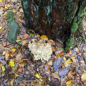 Eastern Cauliflower Mushroom