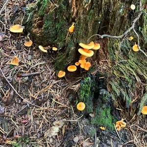 Unknown Species