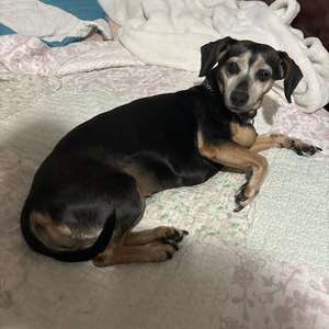 Dachshund