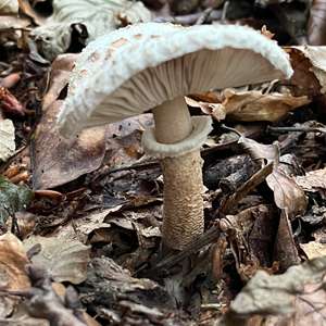 Parasol Mushroom