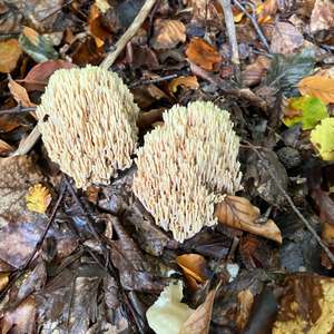 Unknown Species