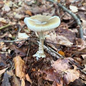 Death Cap