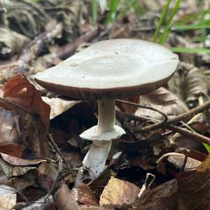 Dünnfleischiger Anis-Champignon