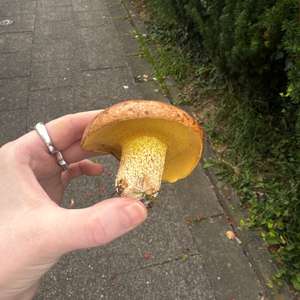 Unknown Species