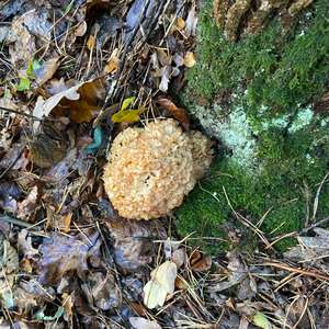 Eastern Cauliflower Mushroom
