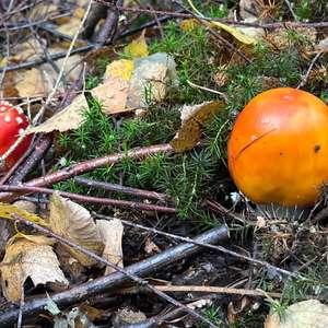 Fly Agaric