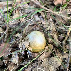 Unknown Species