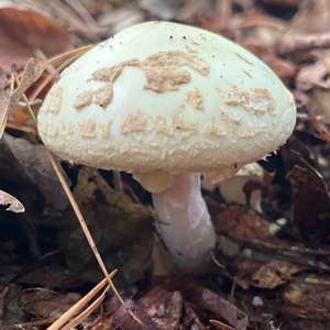 Citron Amanita